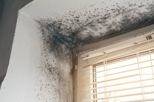 Affordable Mold Removal solutions in Angier, NC